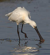 Eurasian Spoonbill