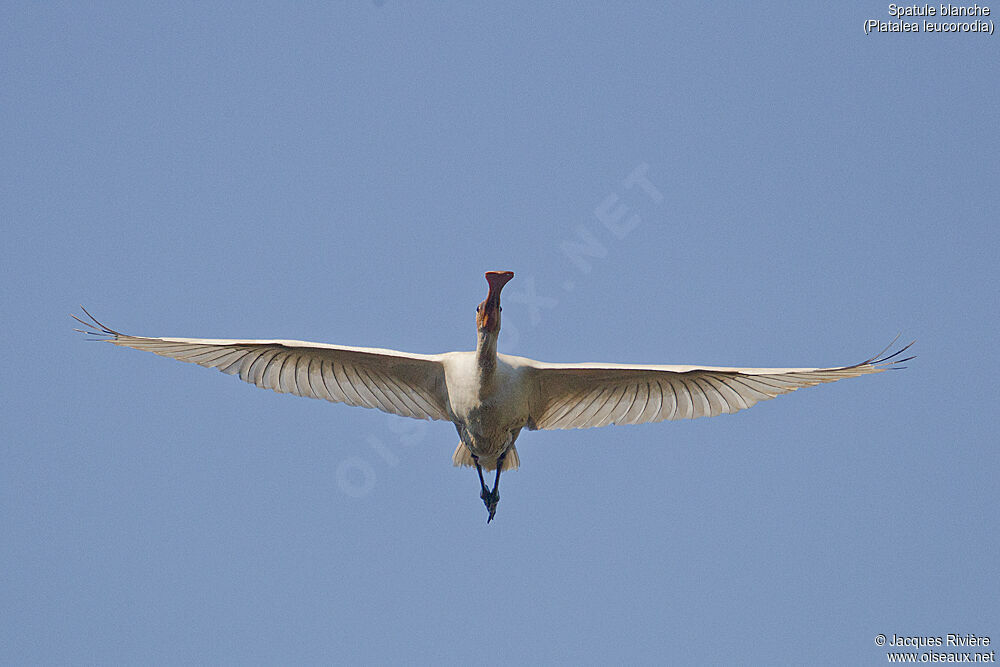 Eurasian Spoonbillimmature, Flight