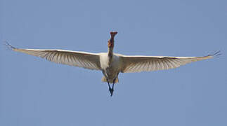 Eurasian Spoonbill