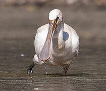 Eurasian Spoonbill