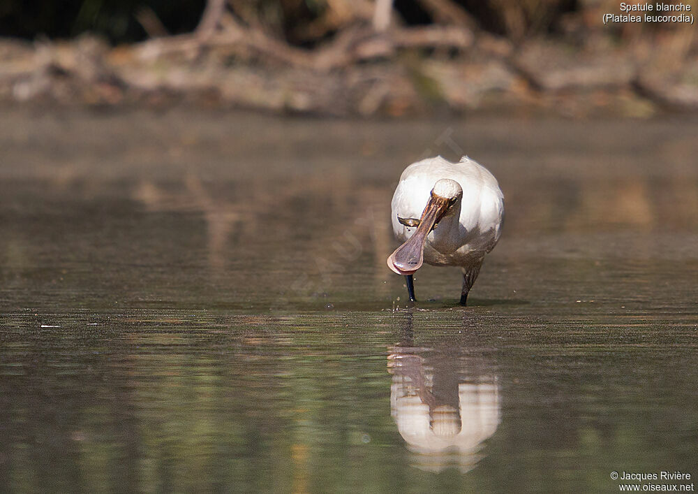 Eurasian Spoonbillimmature, identification, fishing/hunting