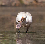 Eurasian Spoonbill