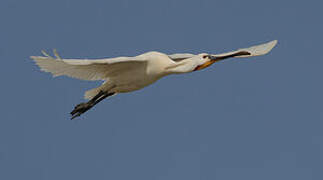 Eurasian Spoonbill