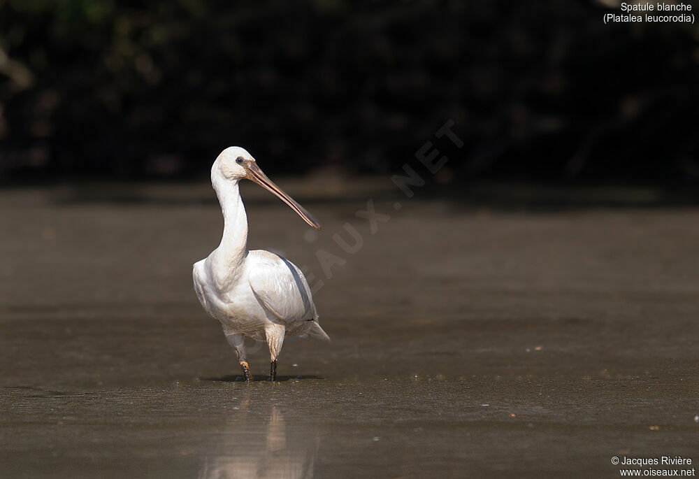 Eurasian Spoonbillimmature, identification, fishing/hunting