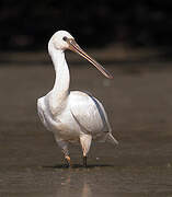 Eurasian Spoonbill