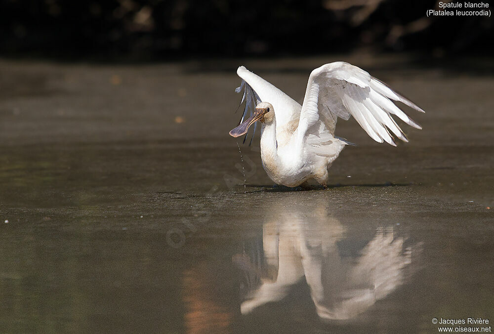 Eurasian Spoonbillimmature, Flight