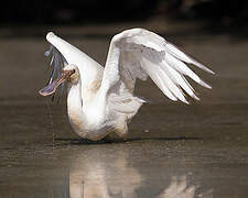 Eurasian Spoonbill