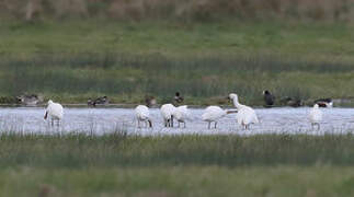 Eurasian Spoonbill