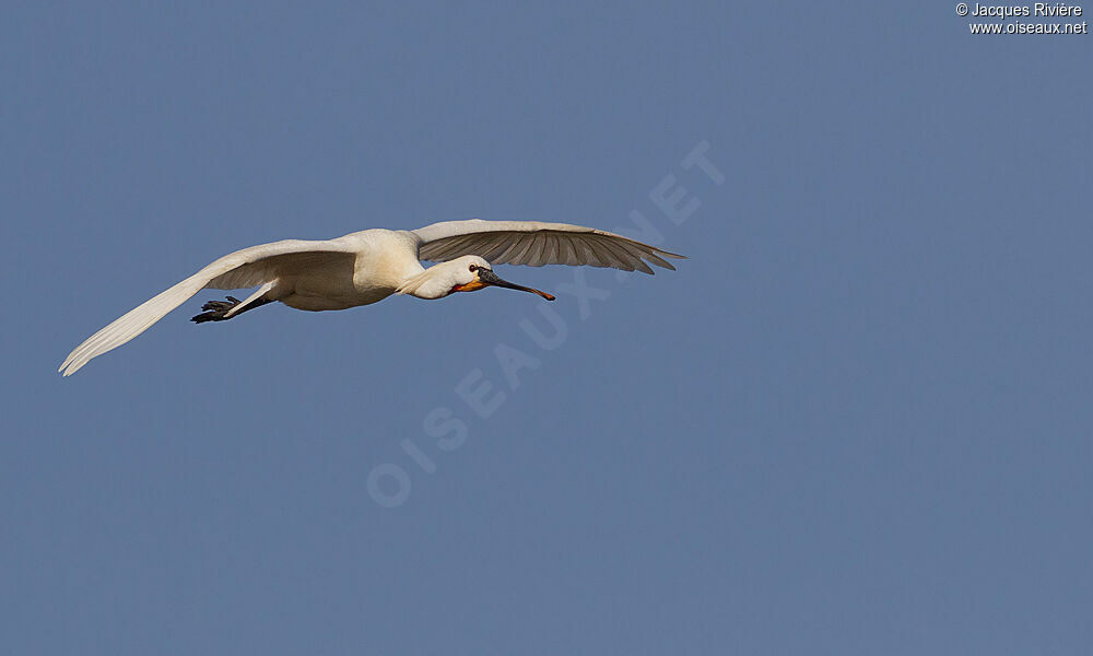 Eurasian Spoonbilladult breeding, Flight