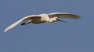 Eurasian Spoonbill