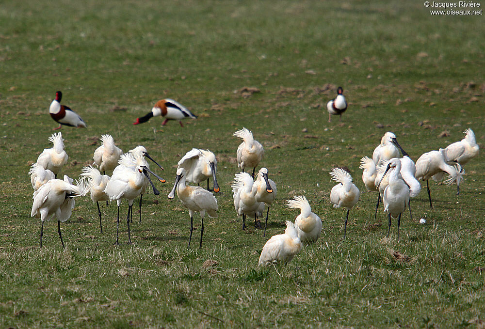 Eurasian Spoonbilladult breeding