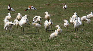 Eurasian Spoonbill