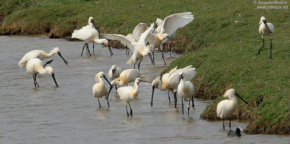 Eurasian Spoonbilladult breeding, Behaviour