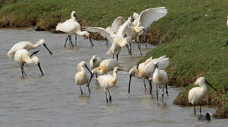 Eurasian Spoonbill