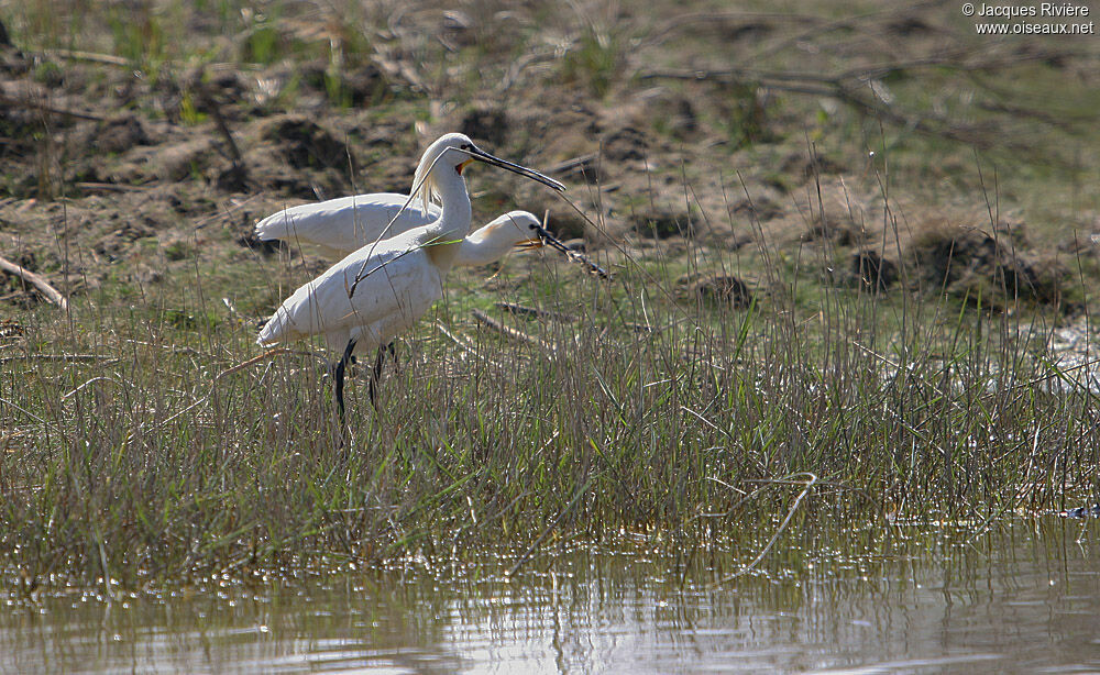 Eurasian Spoonbilladult breeding