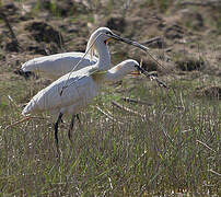 Eurasian Spoonbill