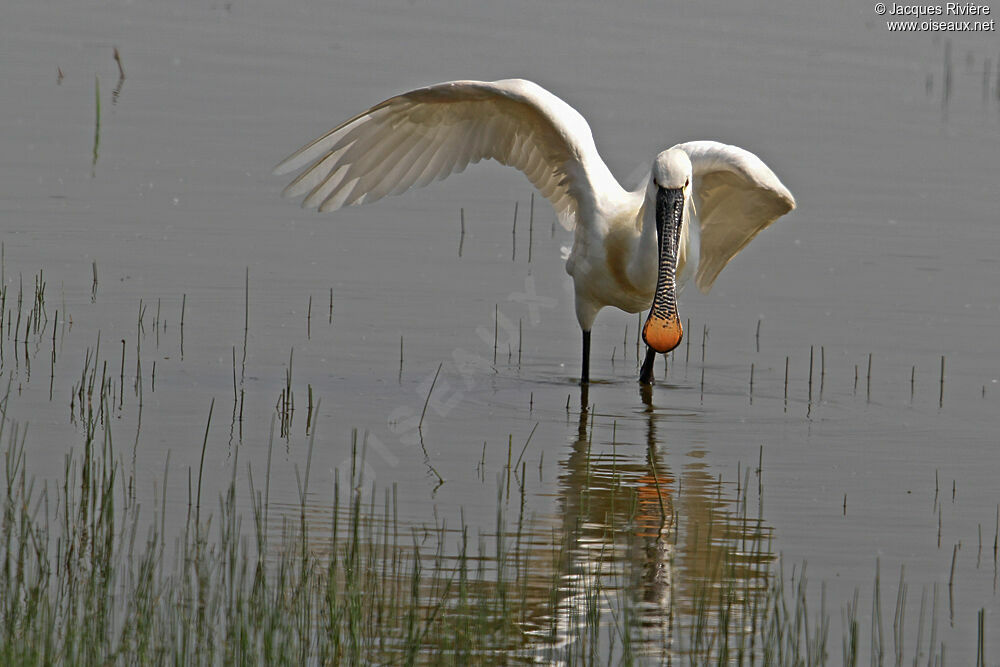 Eurasian Spoonbilladult breeding