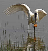 Eurasian Spoonbill