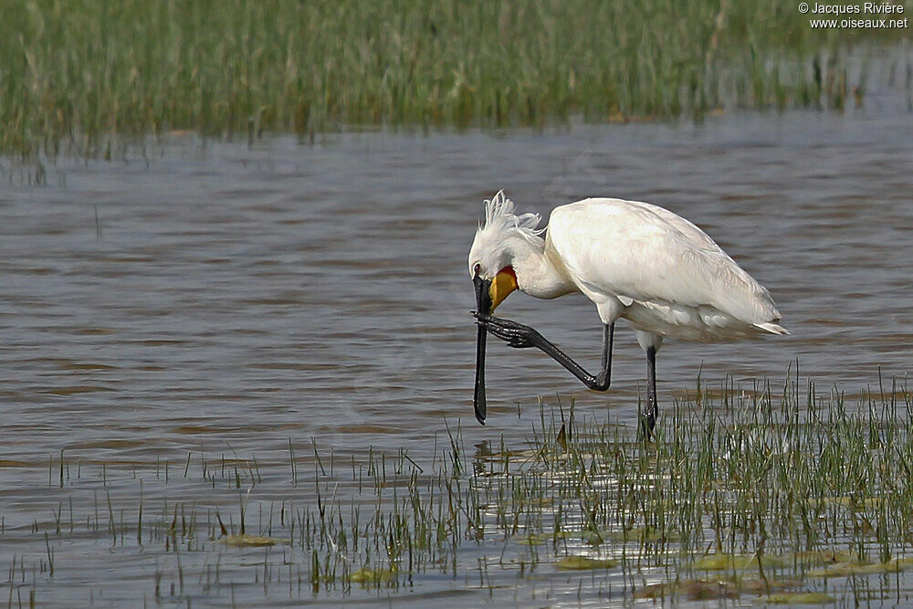 Eurasian Spoonbilladult breeding