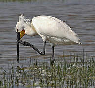 Eurasian Spoonbill