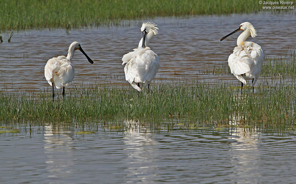 Eurasian Spoonbilladult breeding