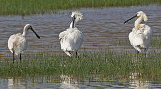 Eurasian Spoonbill