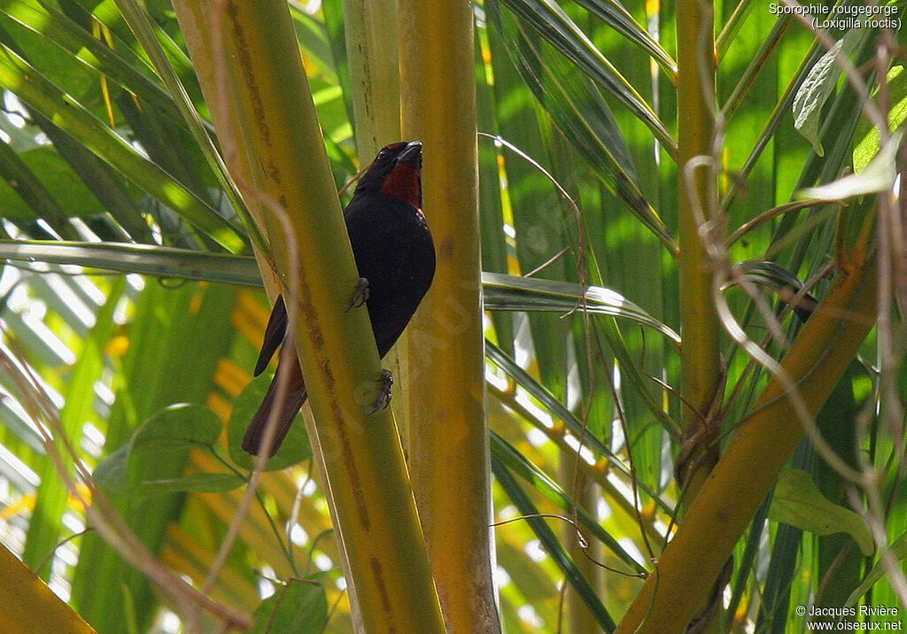 Sporophile rougegorgeadulte, identification