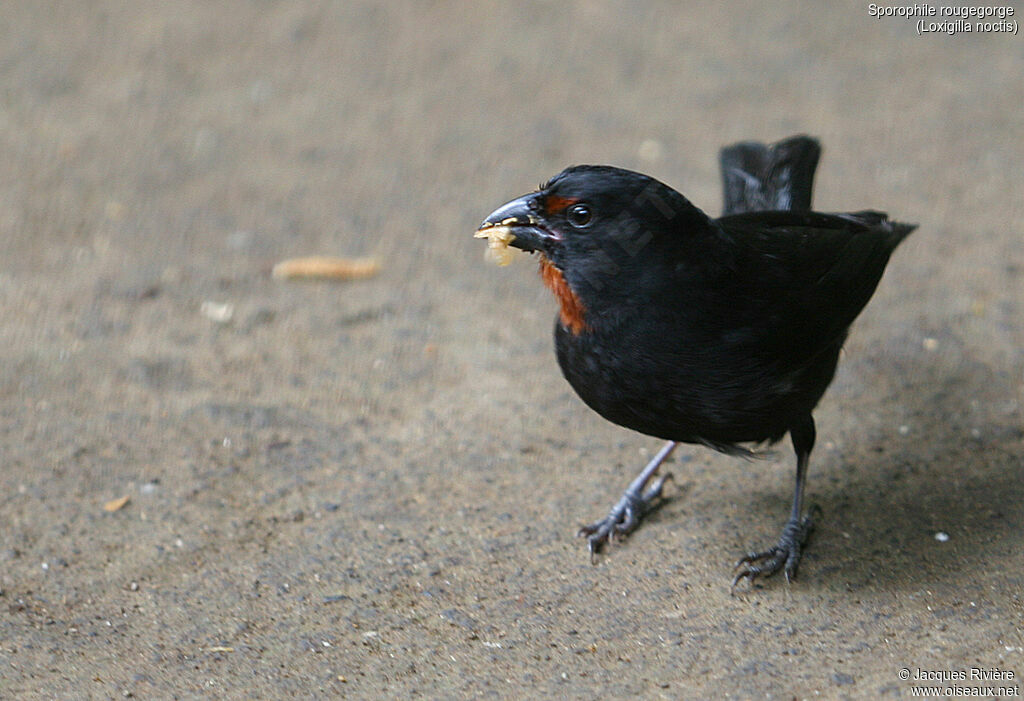 Lesser Antillean Bullfinchadult, identification