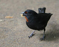 Lesser Antillean Bullfinch