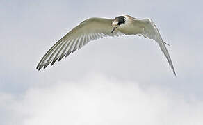 Arctic Tern