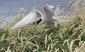 Arctic Tern