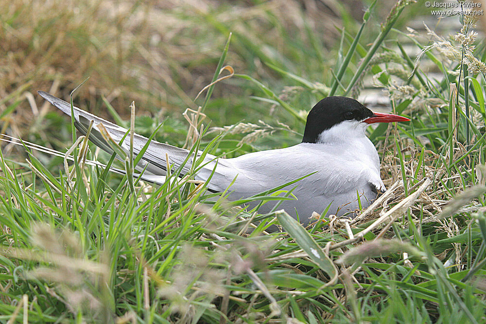 Arctic Ternadult breeding, Reproduction-nesting