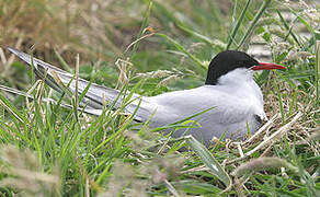 Arctic Tern