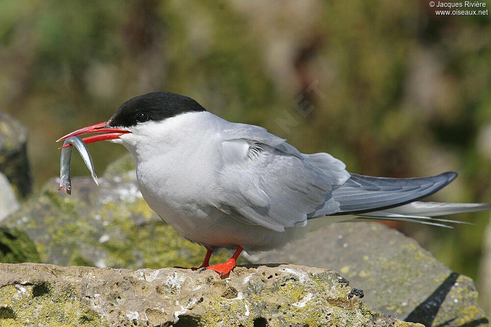 Arctic Ternadult breeding