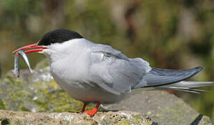 Arctic Tern