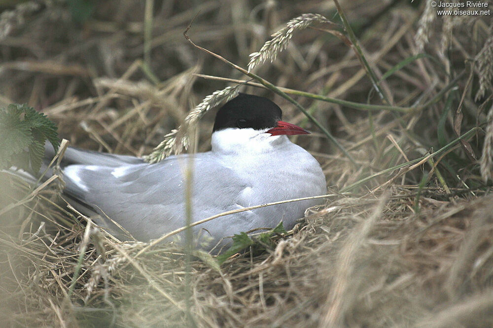 Arctic Ternadult breeding, Reproduction-nesting