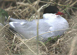 Arctic Tern