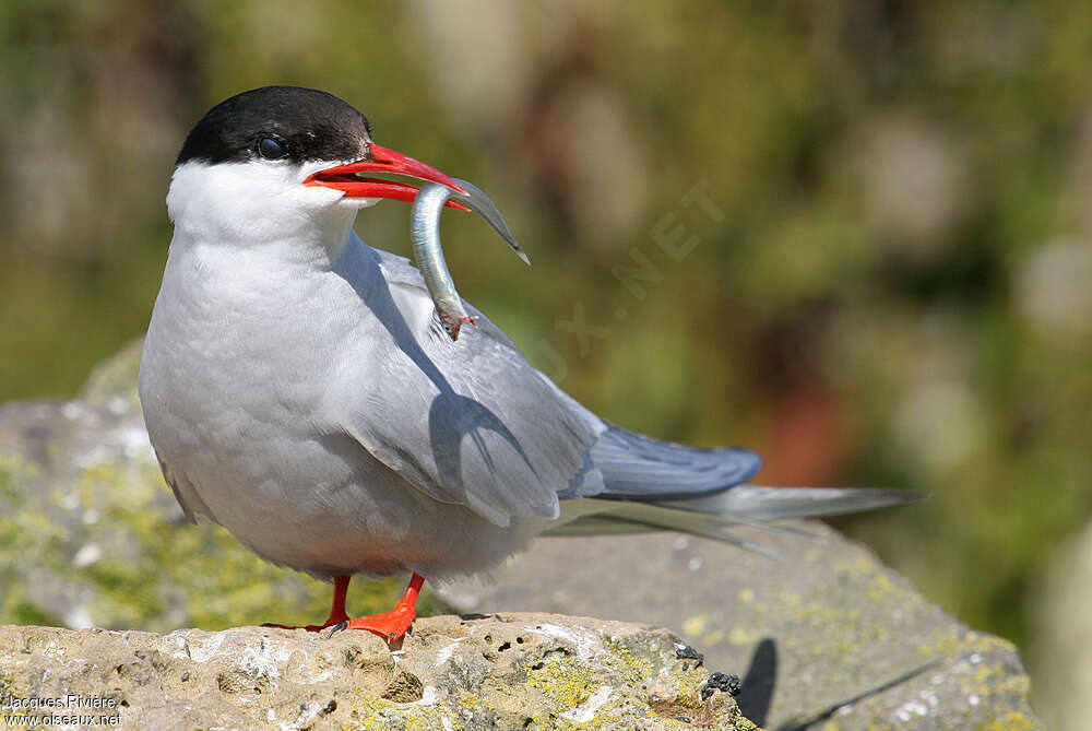 Arctic Ternadult breeding, close-up portrait, feeding habits