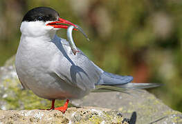 Arctic Tern