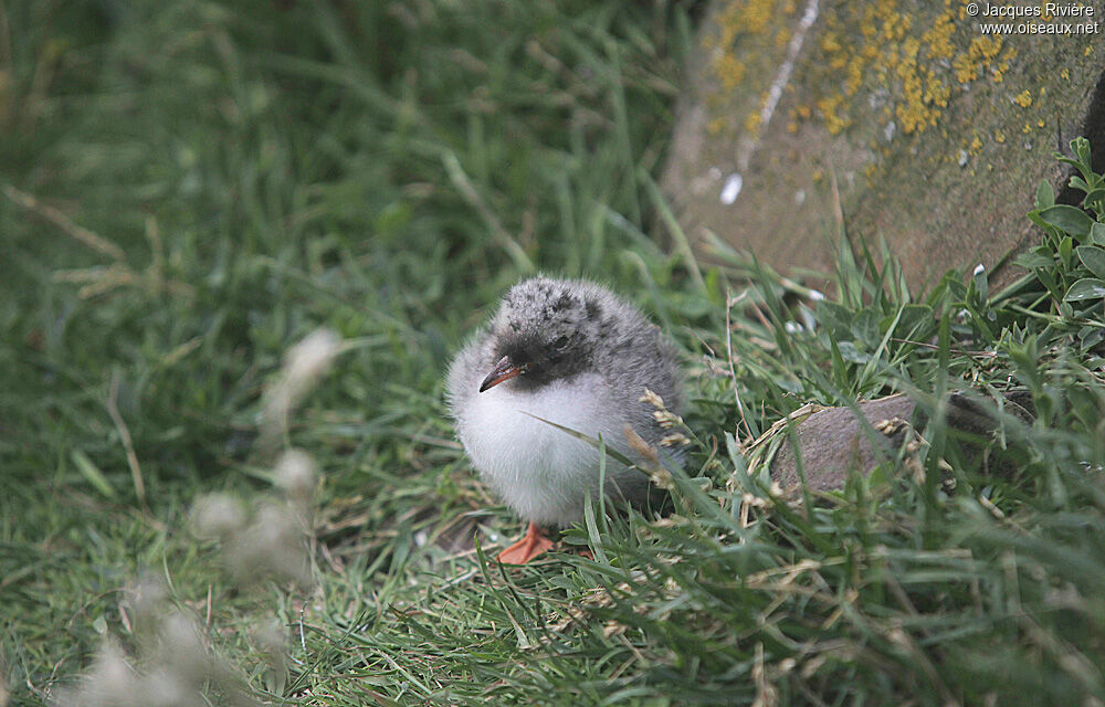 Arctic Ternjuvenile, Reproduction-nesting