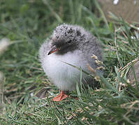 Arctic Tern