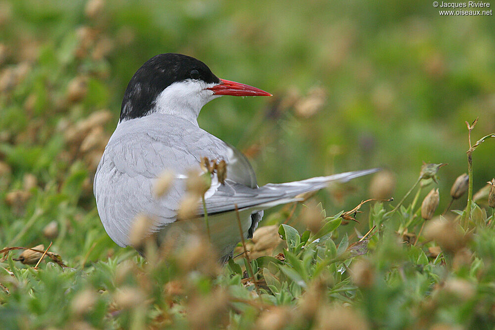 Arctic Ternadult breeding