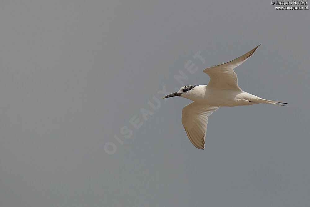 Sandwich Tern, Flight