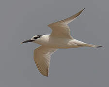 Sandwich Tern