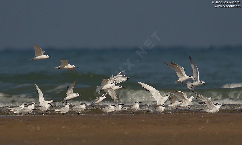 Sandwich Tern, Flight