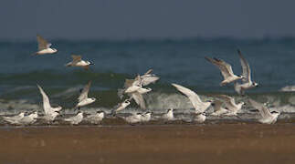 Sandwich Tern