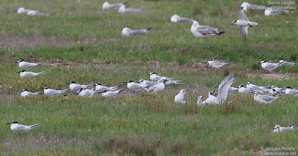 Sandwich Tern