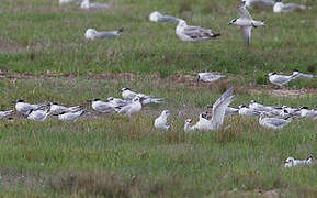 Sandwich Tern