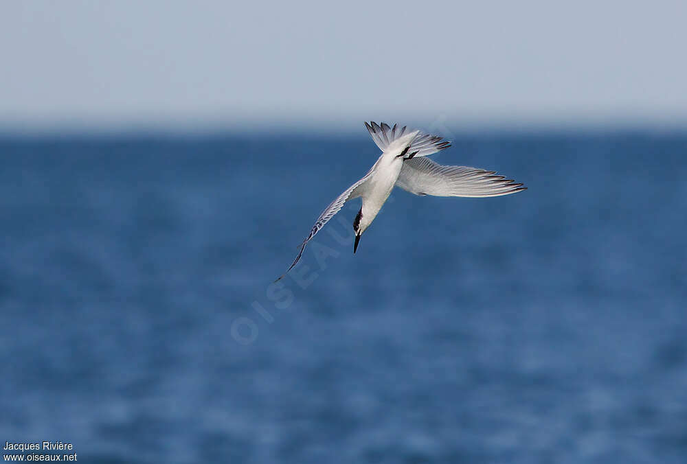 Sterne caugekadulte transition, pêche/chasse