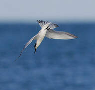 Sandwich Tern